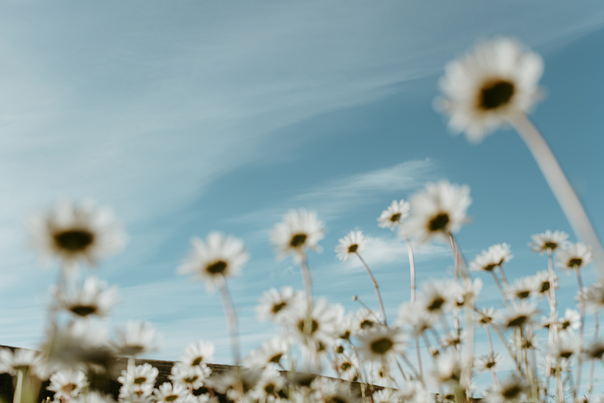 ¿Cómo ven las flores?