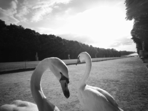 El corazón de los cisnes