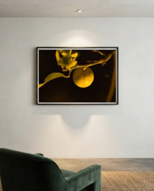 Limonero Noche