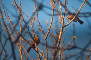 Pajaros